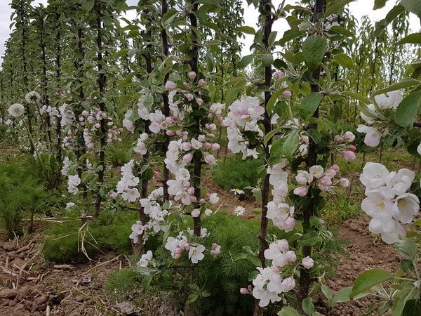 Koloninių obelų plantacija, Babtai