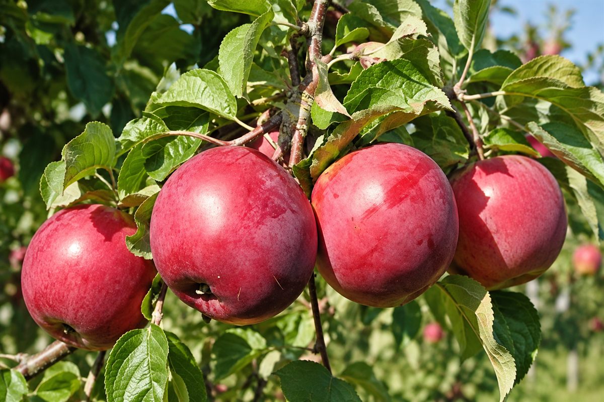 Antej, obelų veislė
